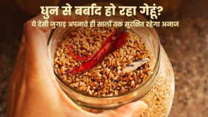 gehu me ghun se bachav